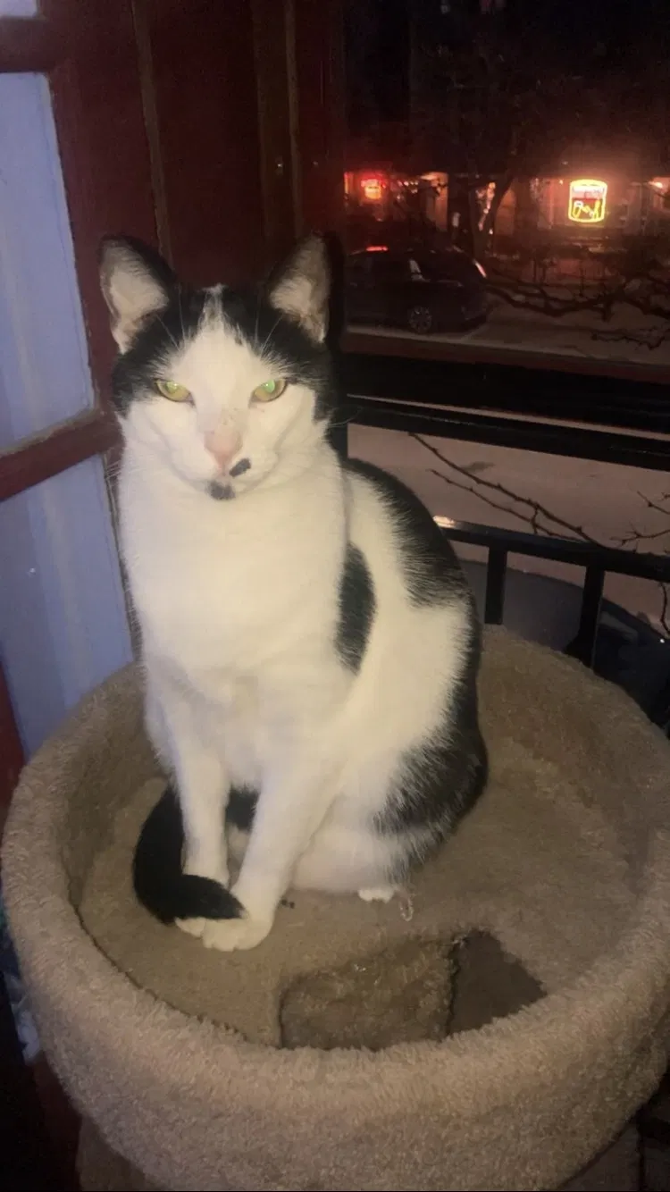 Lost cat in Lakewood, OH, 44107