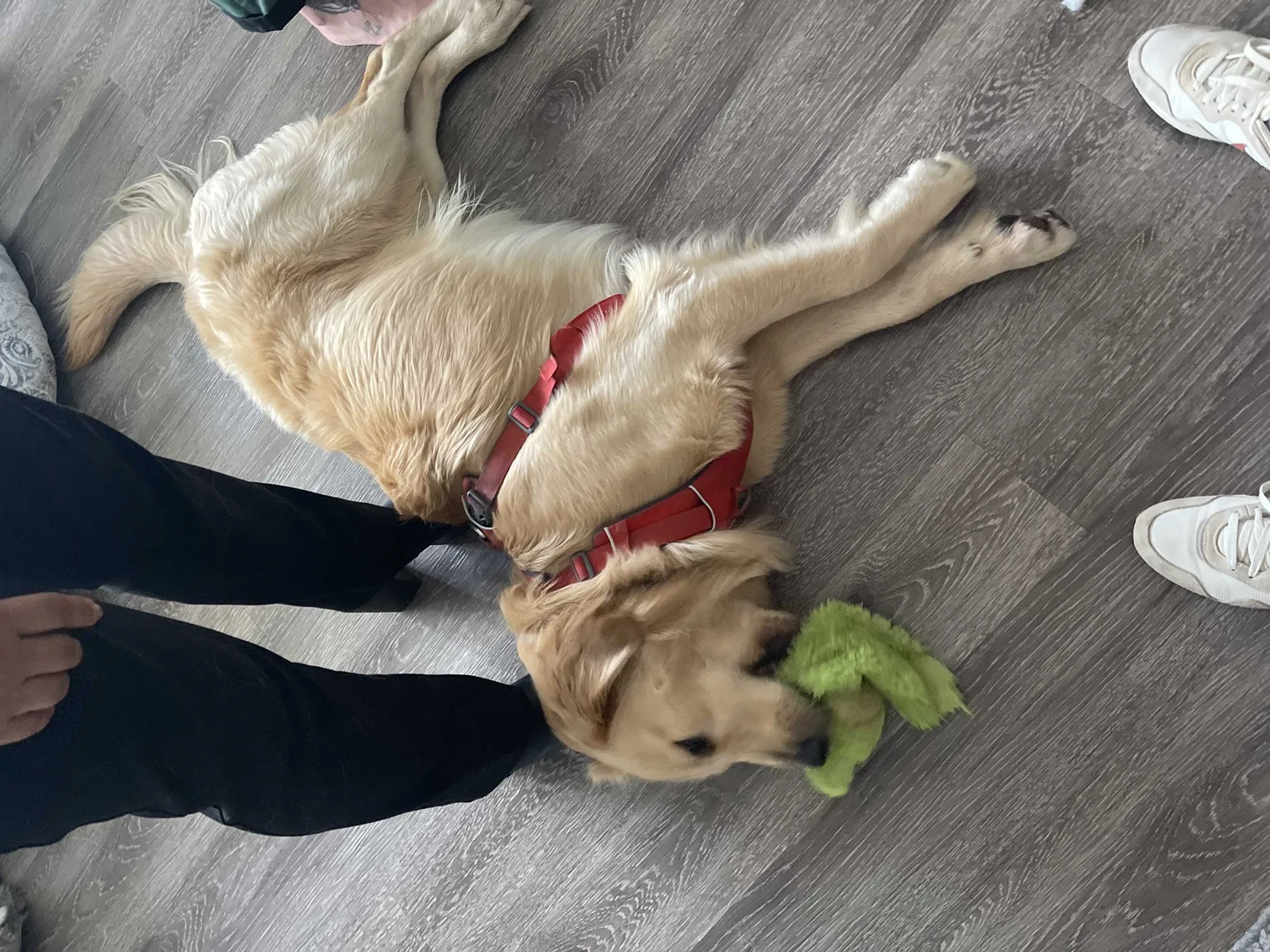Lost dog in Reseda, CA, 91335