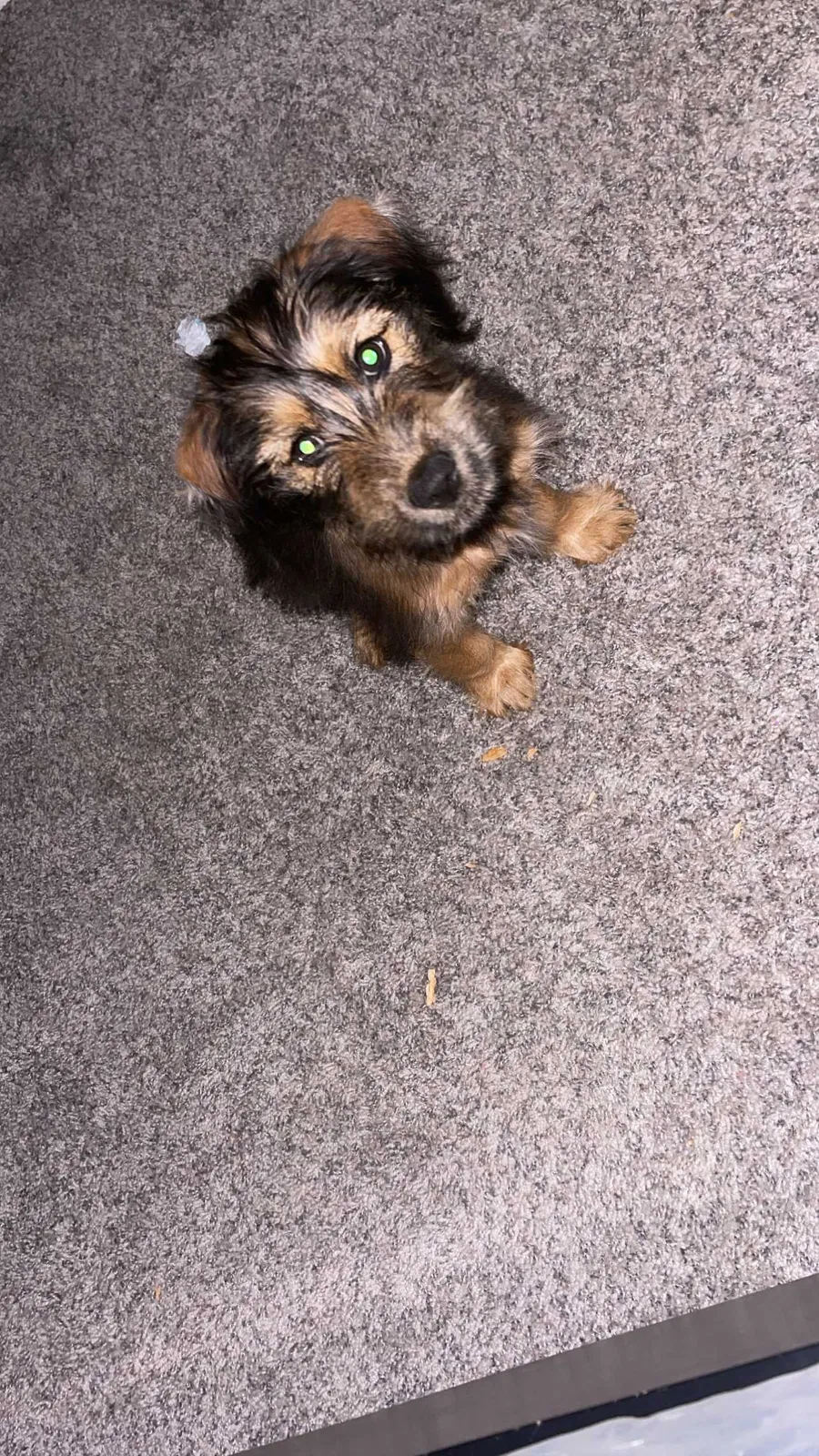 Lost dog in Atlanta, GA, 30319