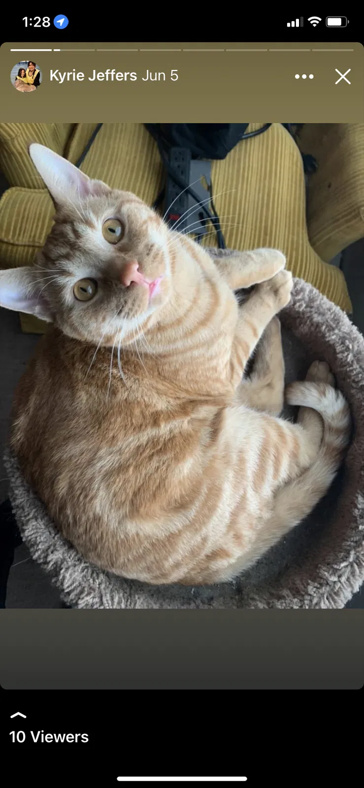 Lost cat in Loves Park, IL, 61111