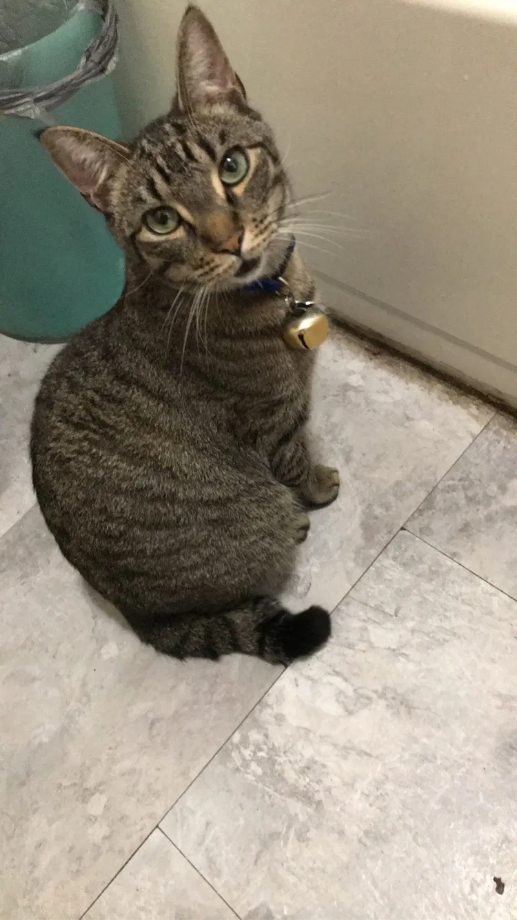 Lost cat in Rochester, NY, 14609
