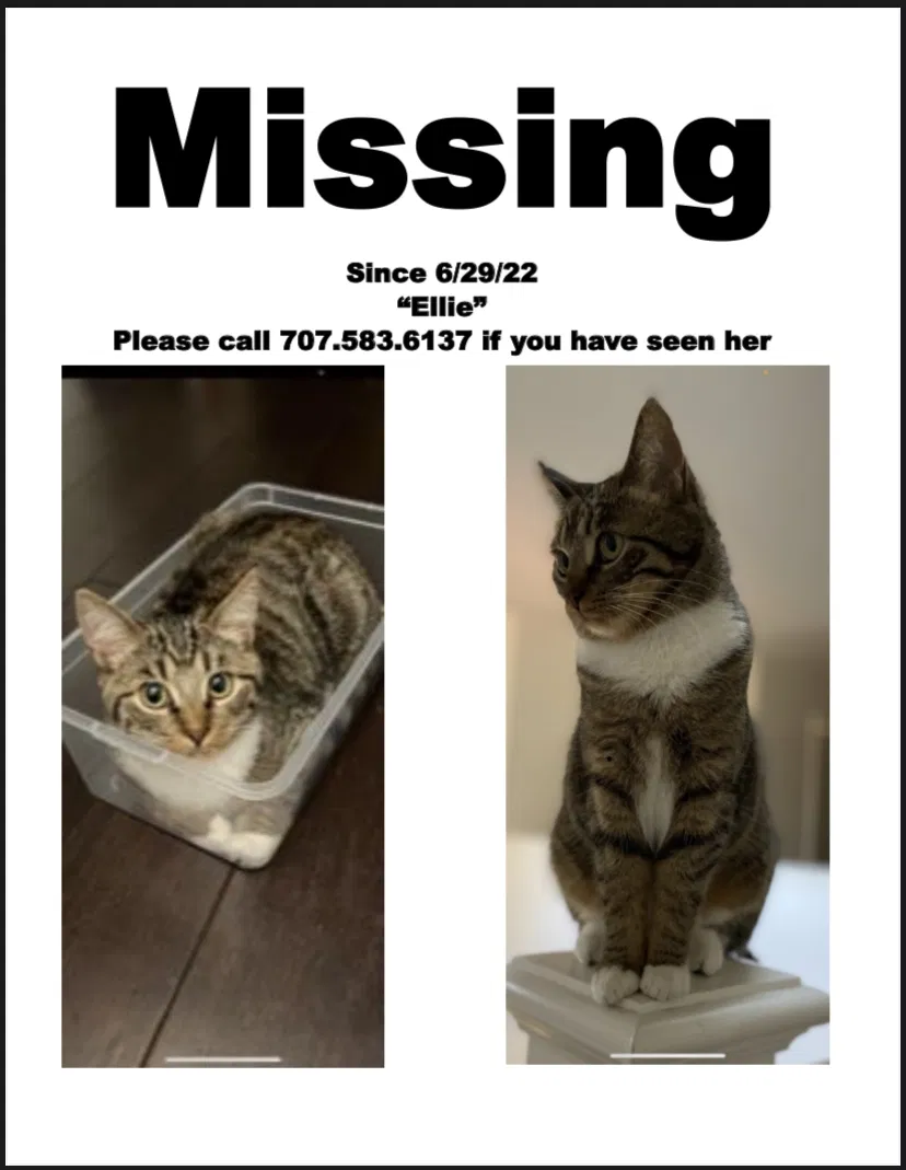 Lost cat in Windsor, CA, 95492