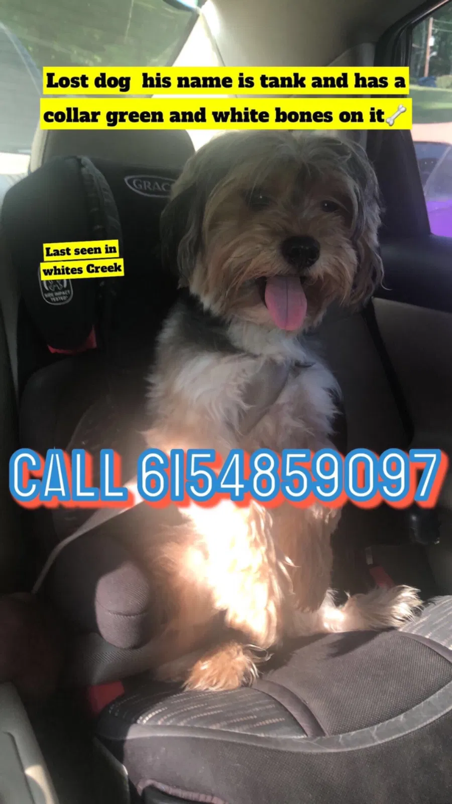 Lost dog in Whites Creek, TN, 37189