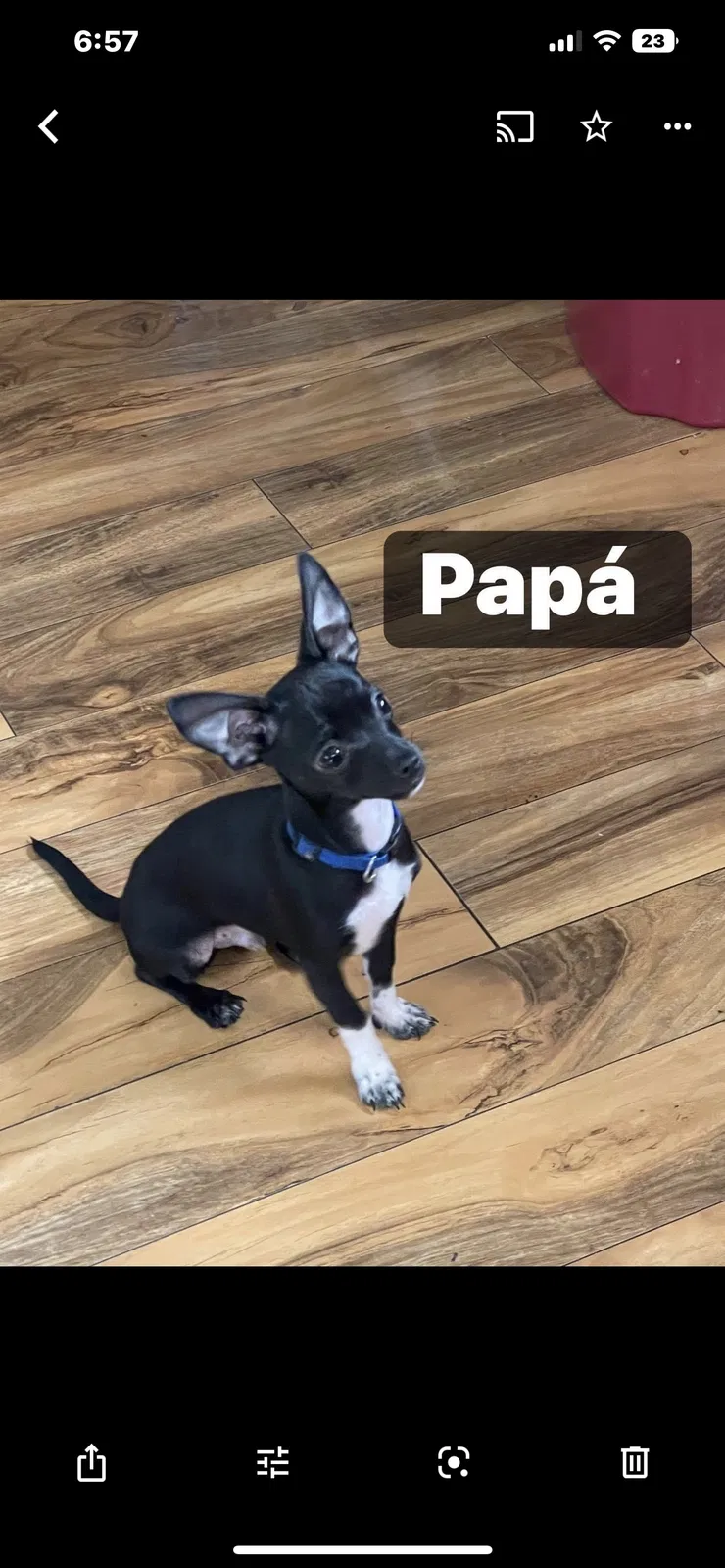 Lost dog in Spring Hill, FL, 34609