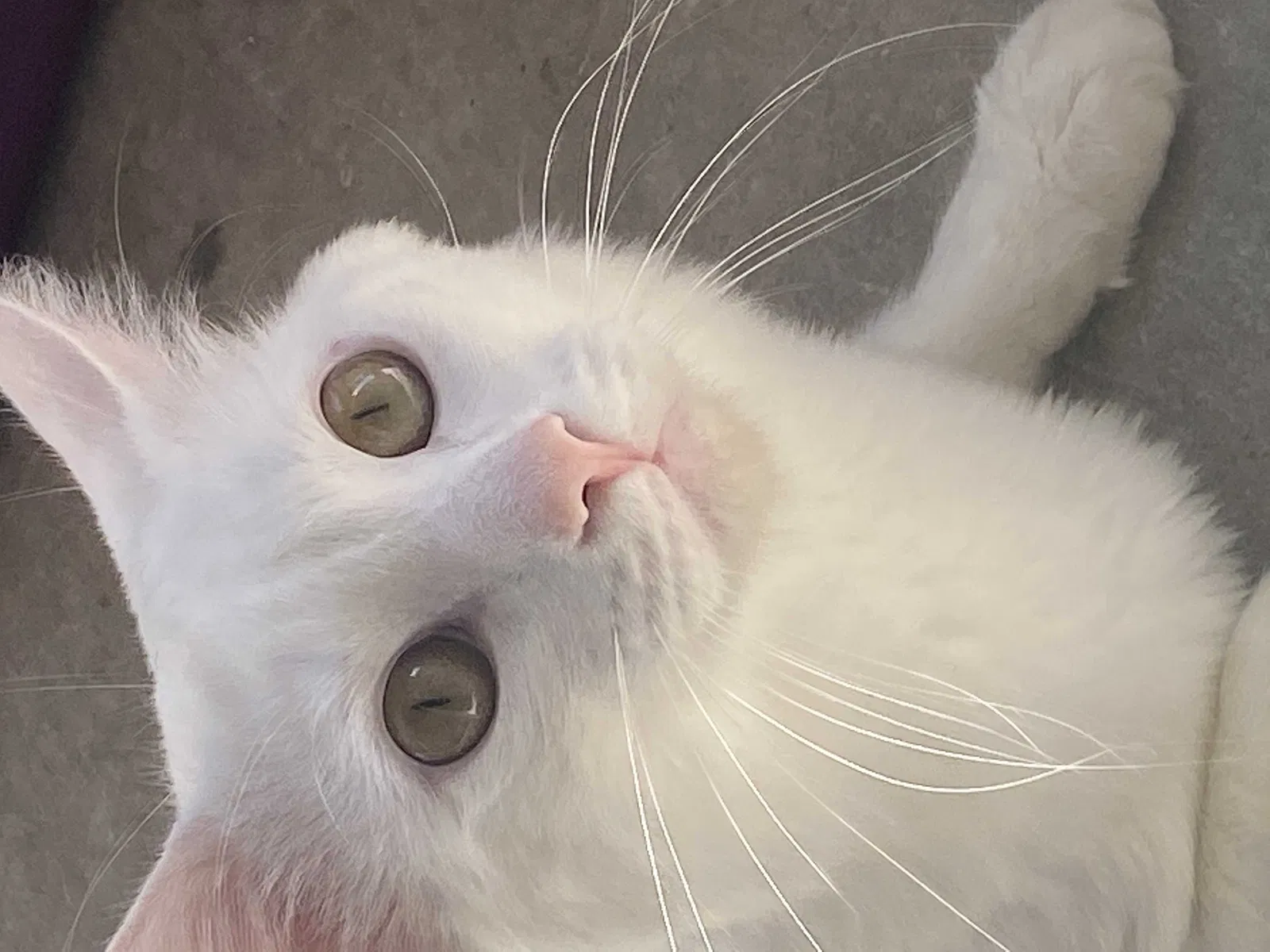Lost cat in Las Vegas, NV, 89130