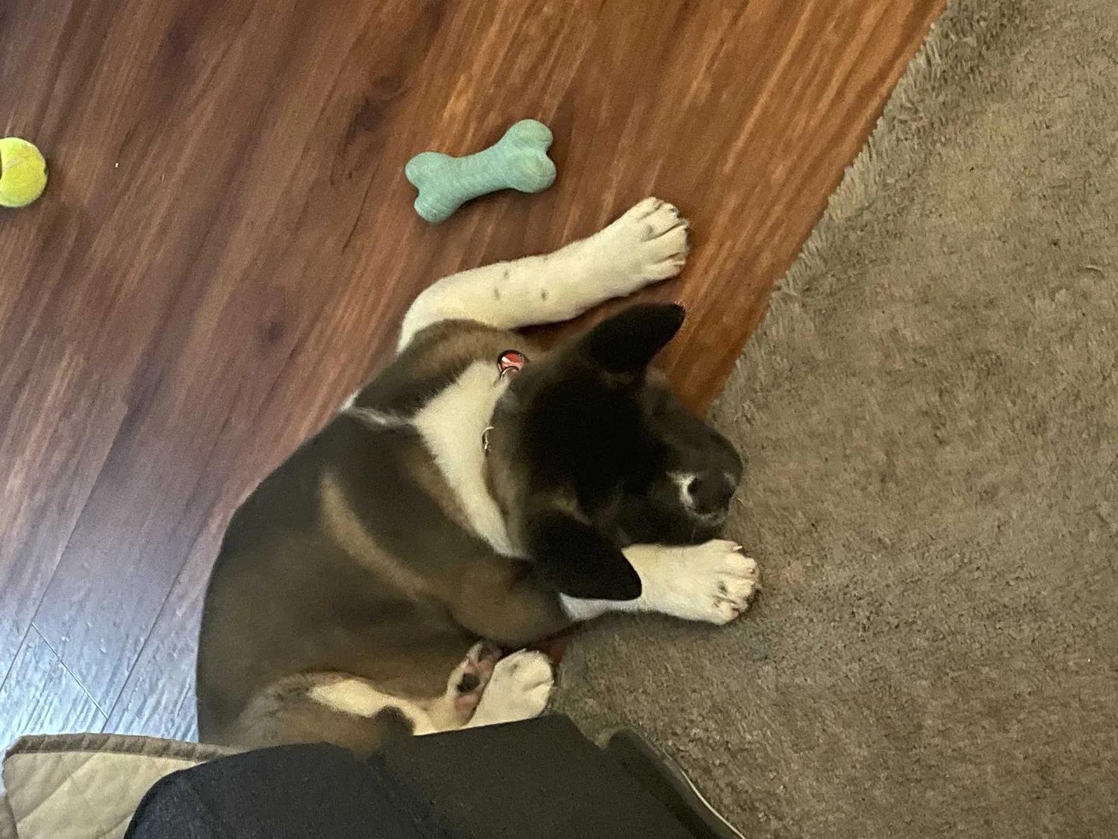 Lost dog in Romulus, MI, 48174