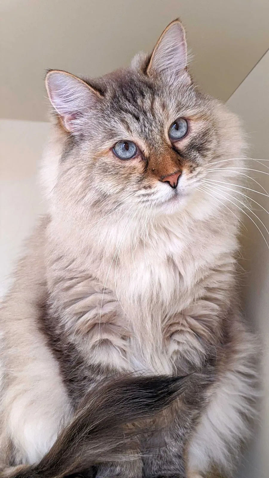 Lost cat in Eagle, ID, 83616