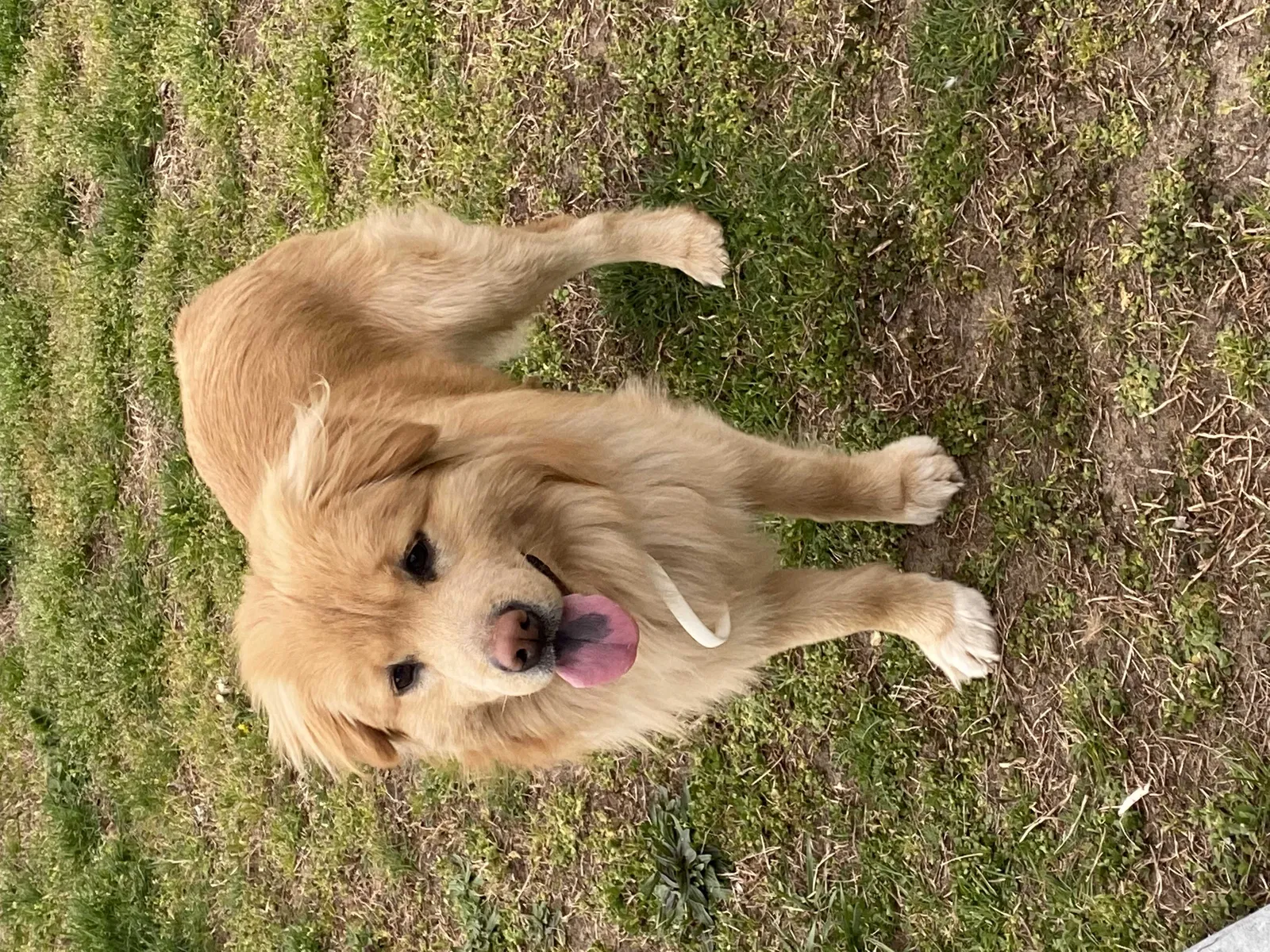 Lost dog in Blackwood, NJ, 8012