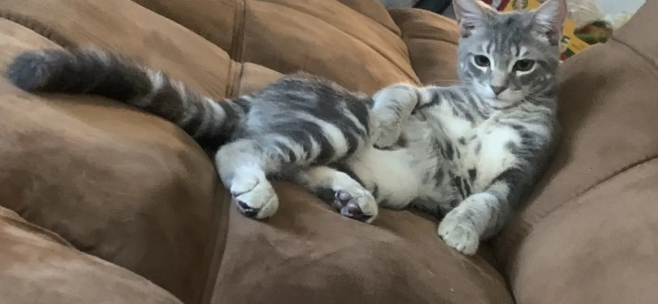 Lost cat in Windsor, CA, 95492