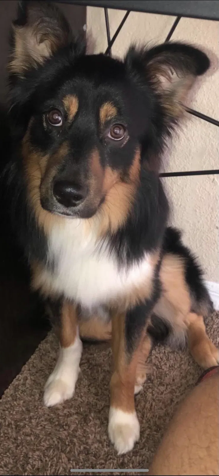 Lost dog in Oklahoma City, OK, 73159