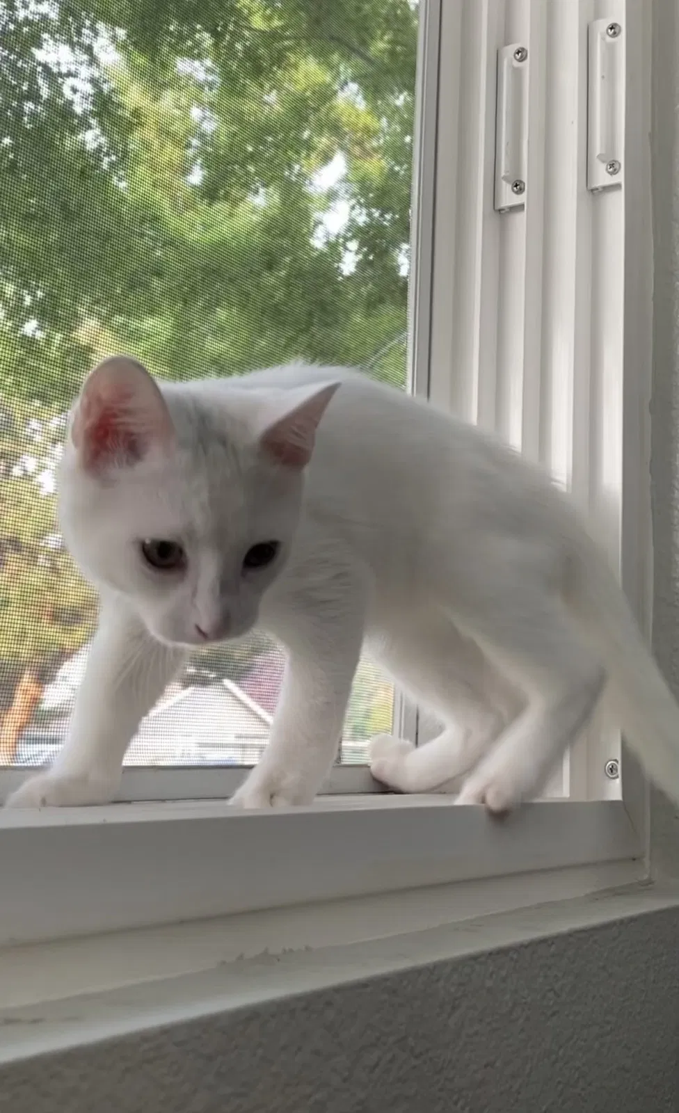 Lost cat in Reno, NV, 89511