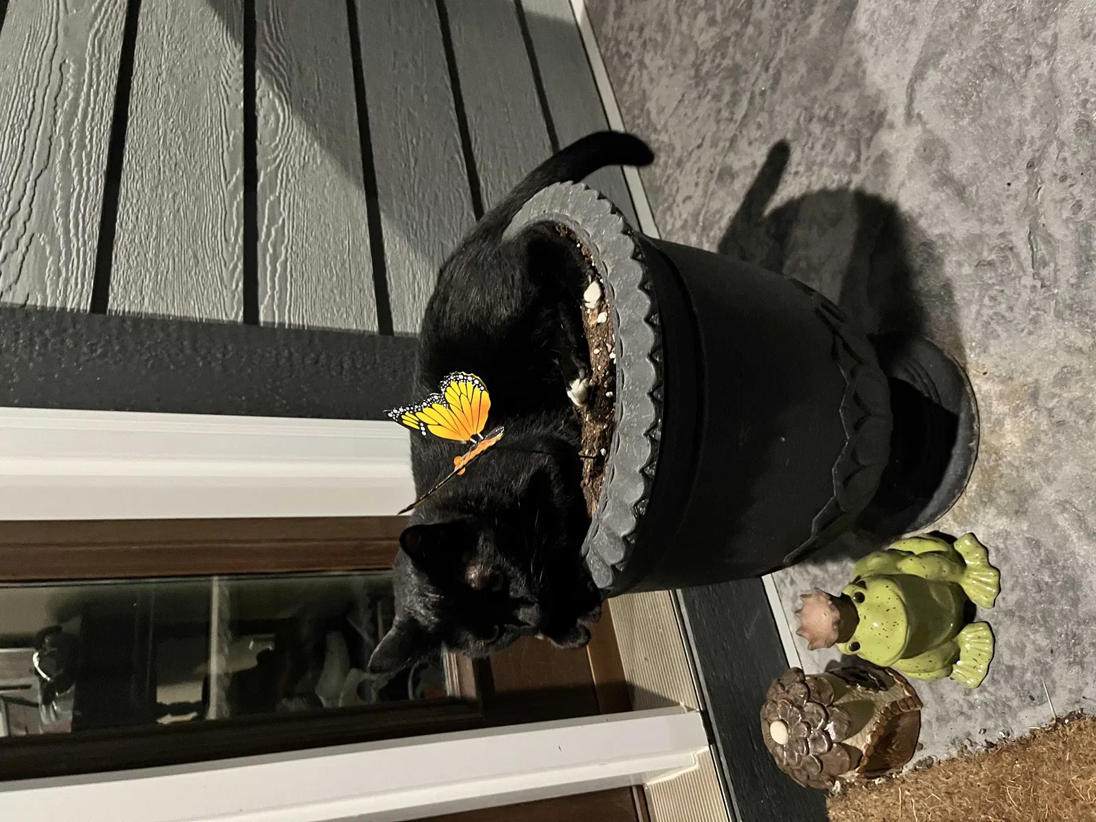 Lost cat in Shakopee, MN, 55379