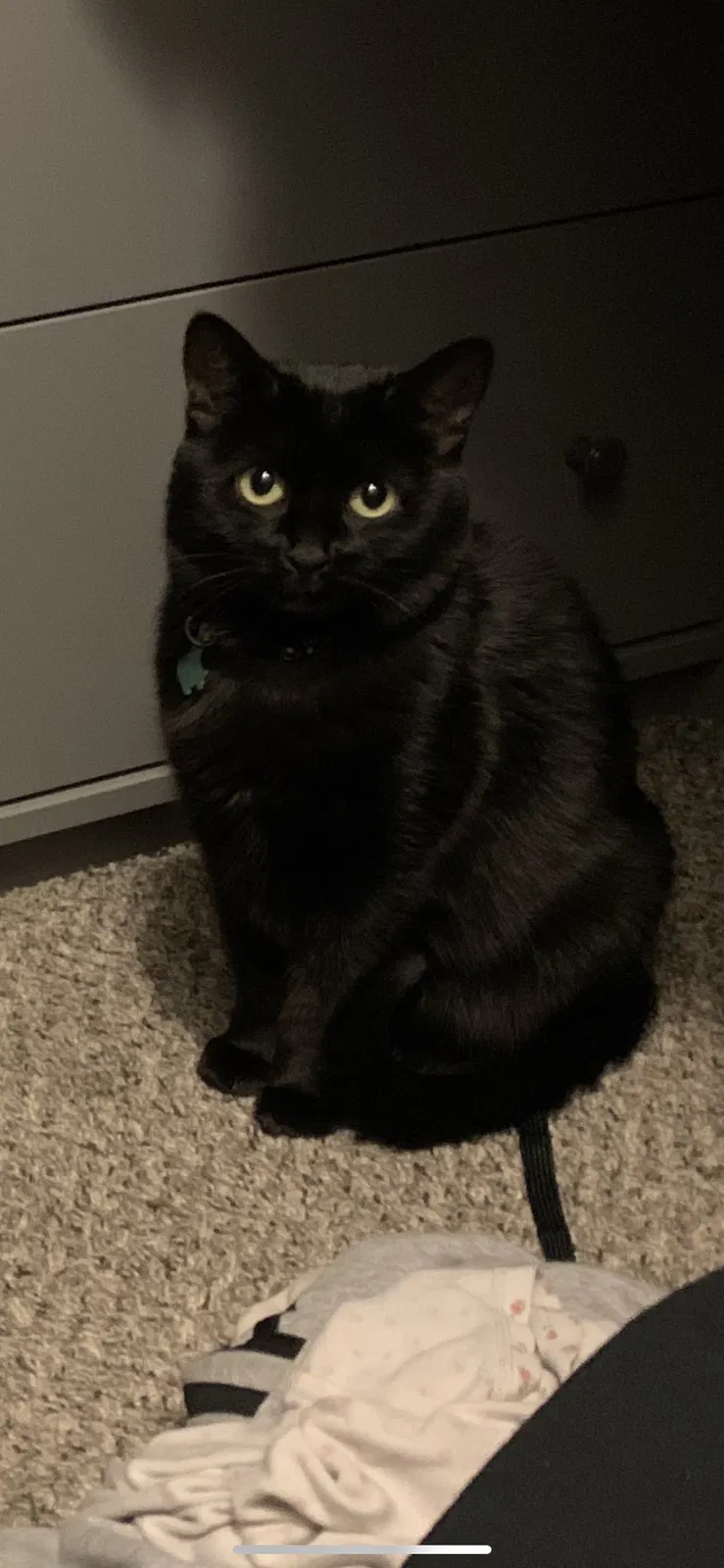 Lost cat in Henderson, NV, 89044