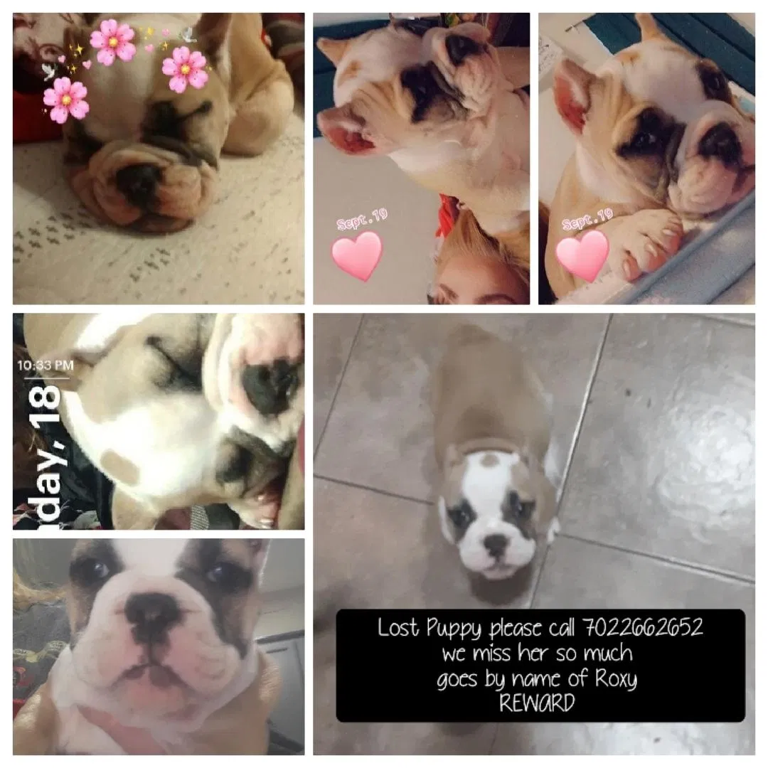 Lost dog in Las Vegas, NV, 89143