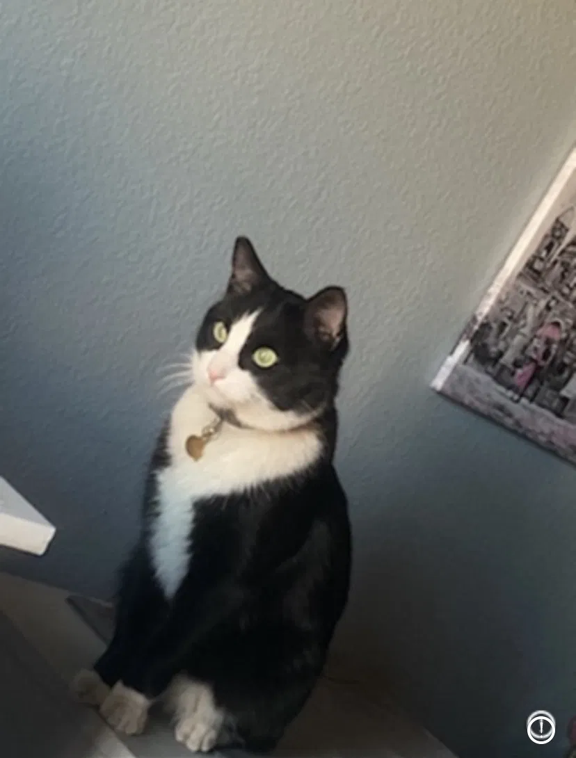Lost cat in Las Vegas, NV, 89137