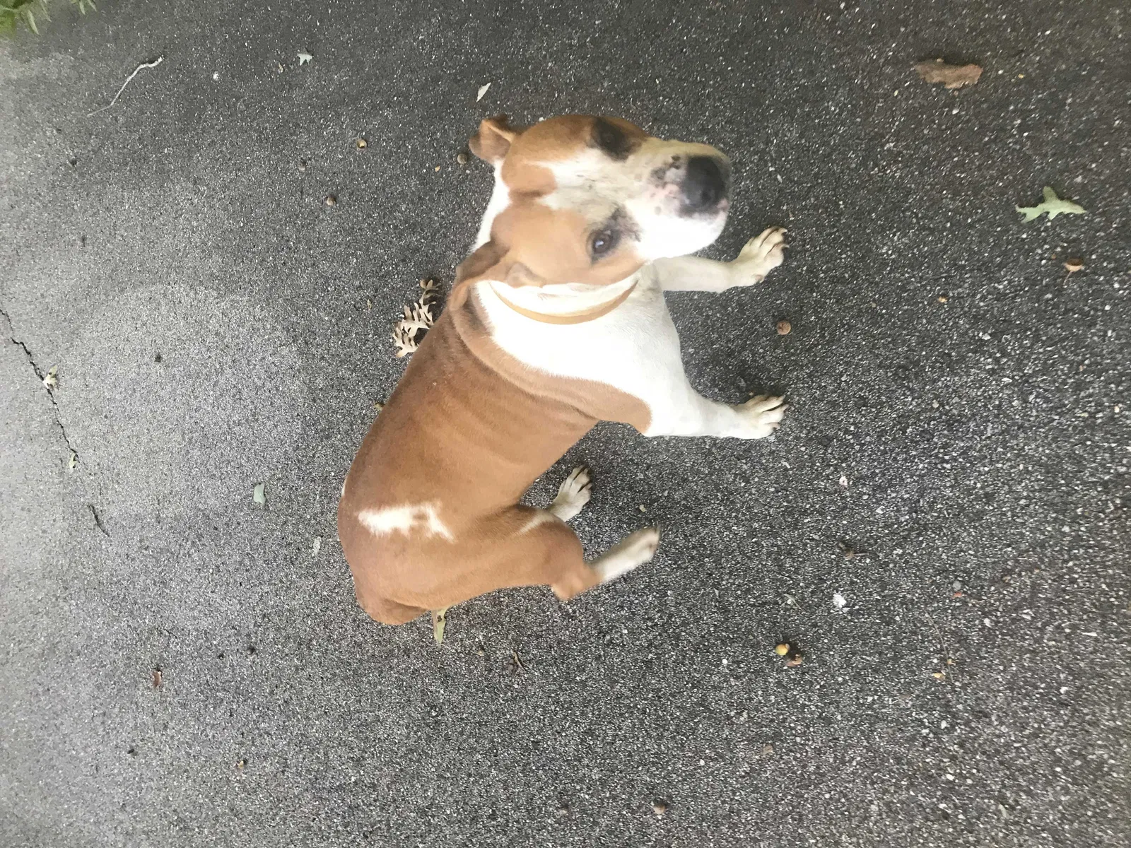 Found dog in Trussville, AL, 35173