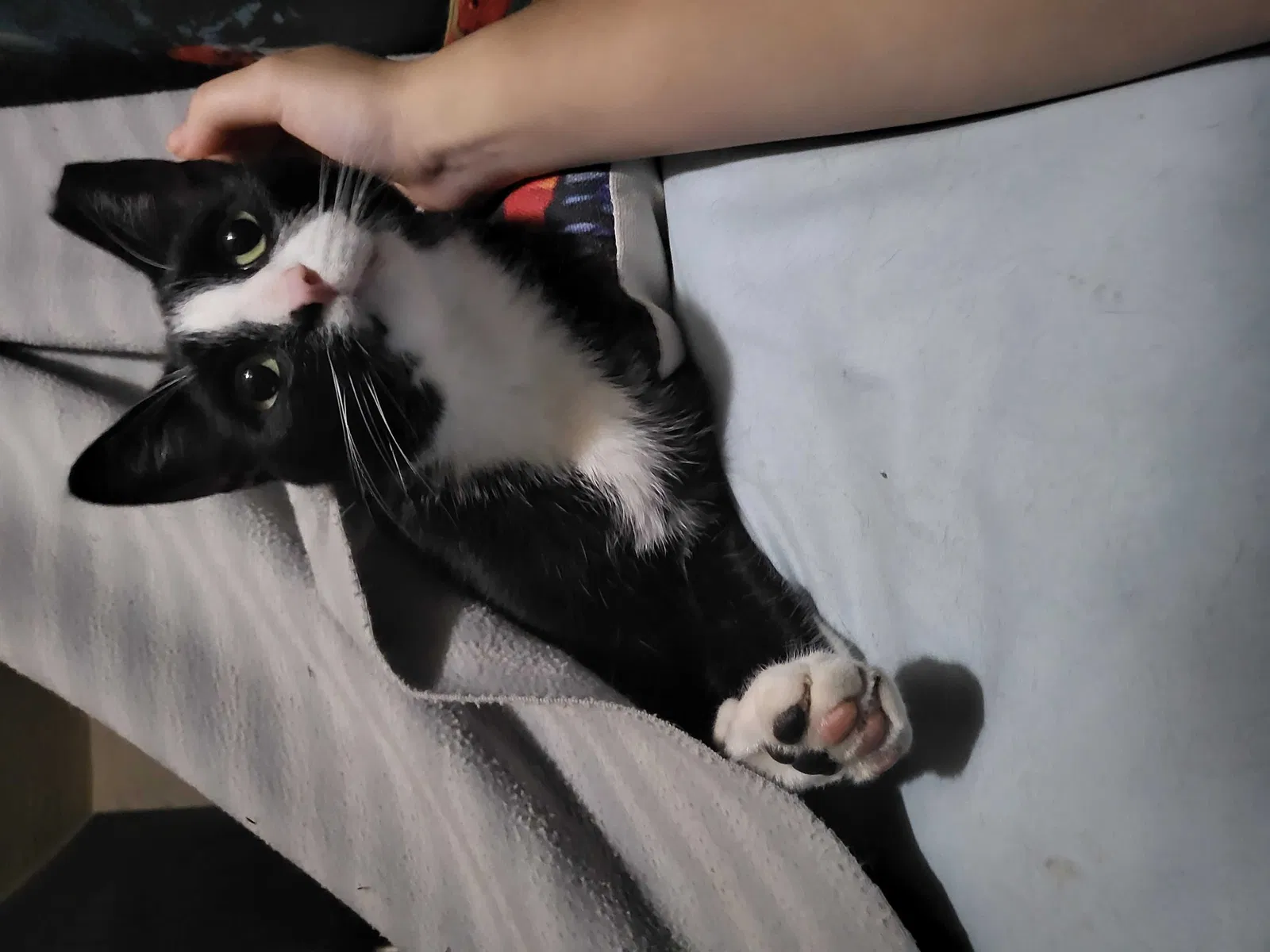Lost cat in Hialeah, FL, 33018