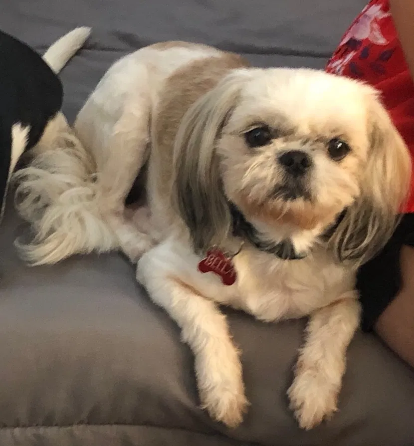 Lost dog in Largo, FL, 33773
