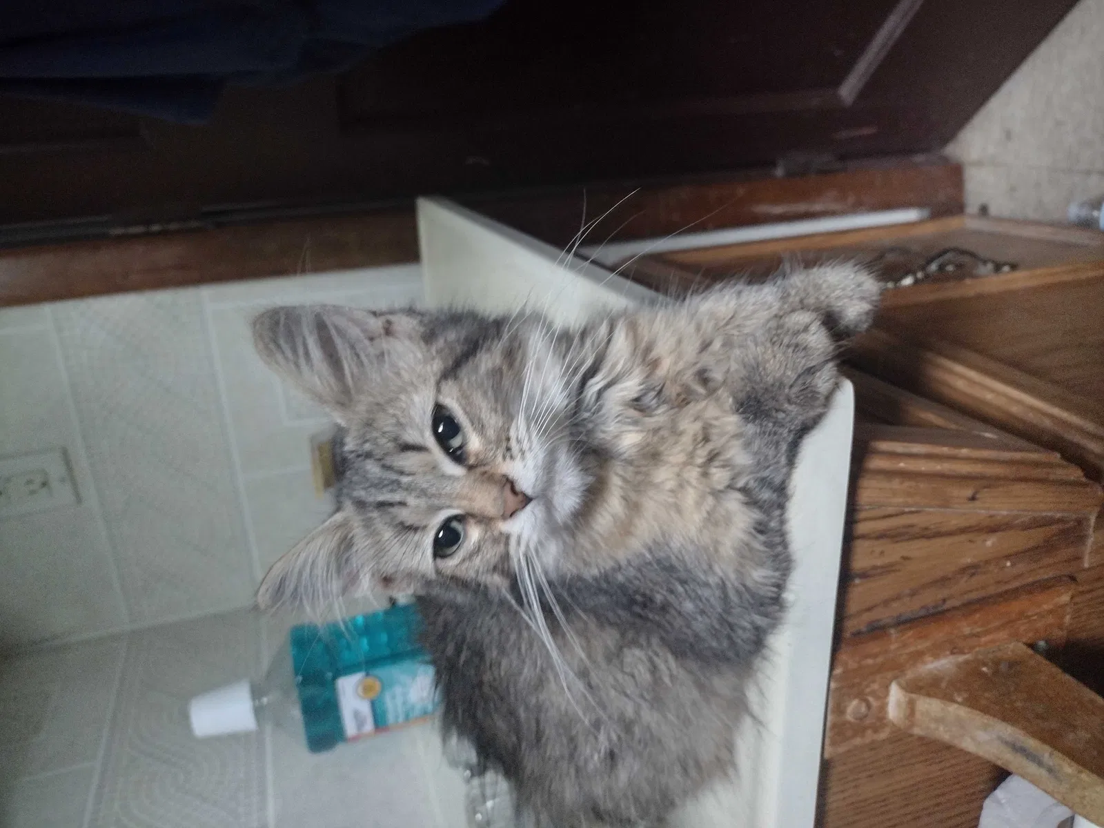 Lost cat in Franklin, PA, 16323