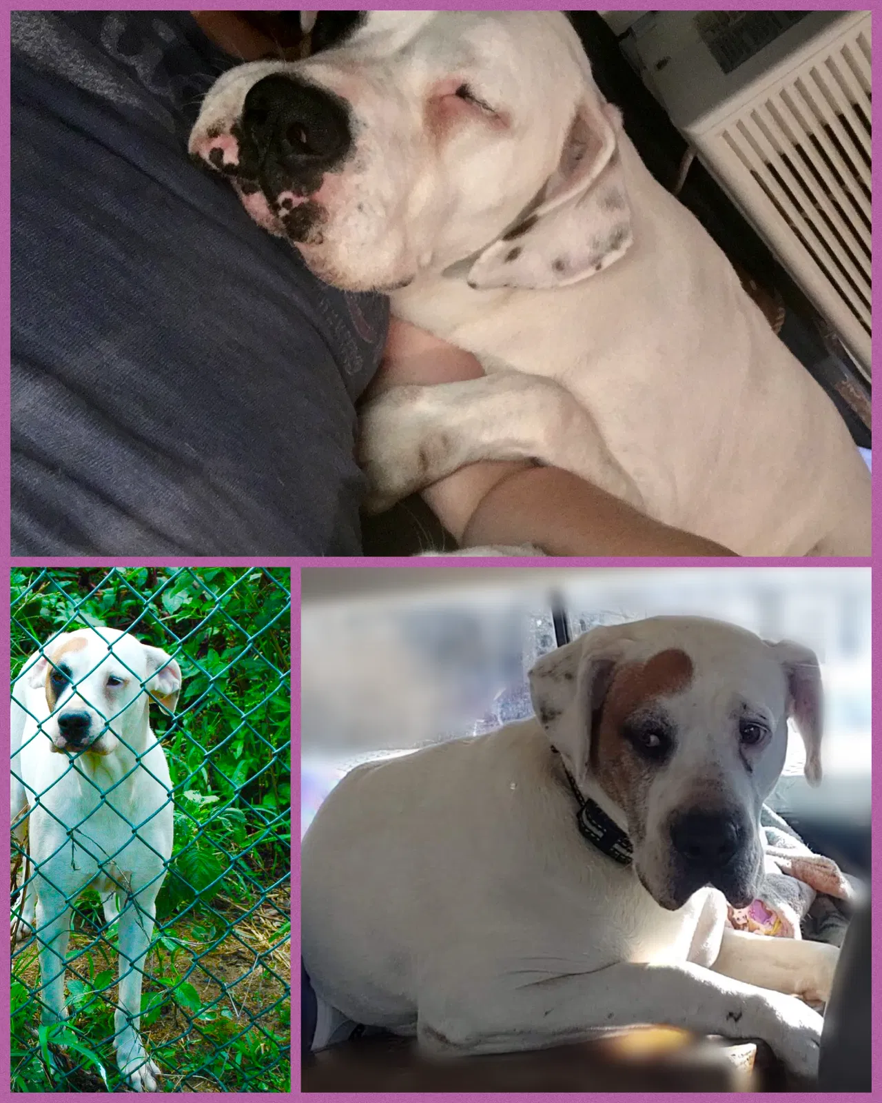 Lost dog in Clinton, TN, 37716
