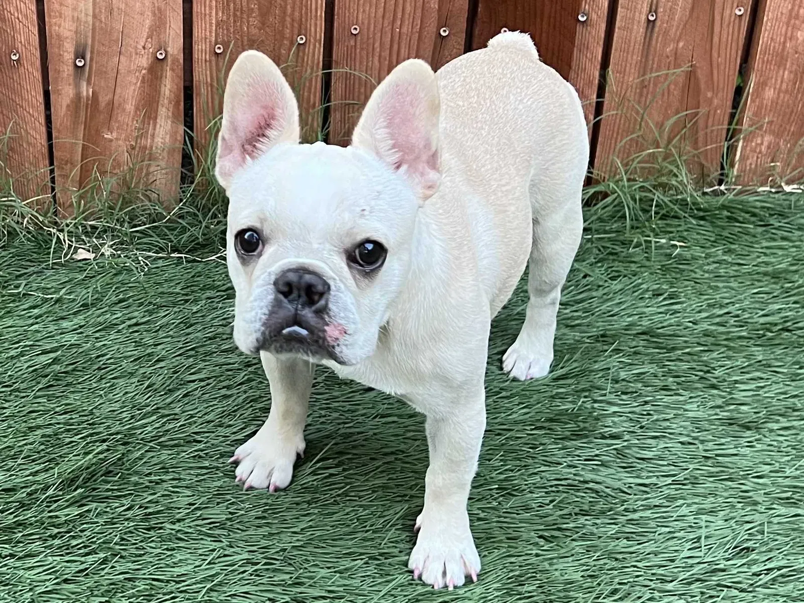 Lost dog in Fullerton, CA, 92831