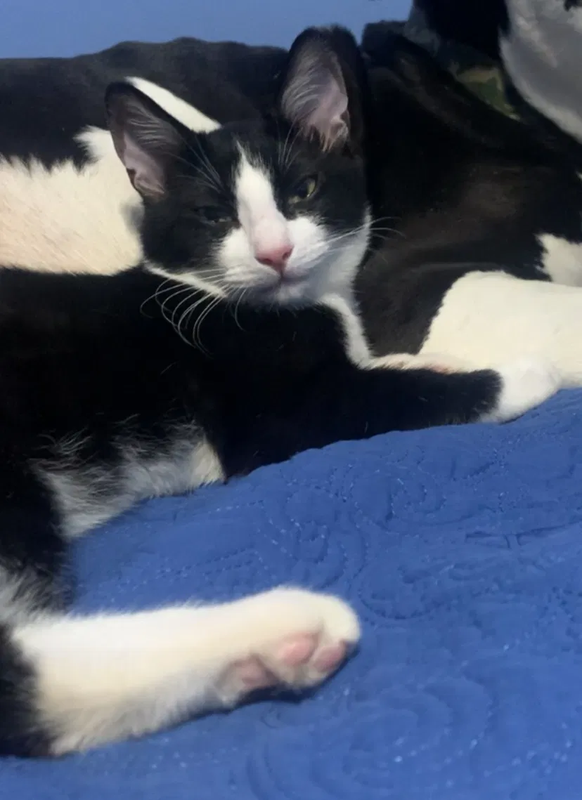 Lost cat in Pearl, MS, 39208