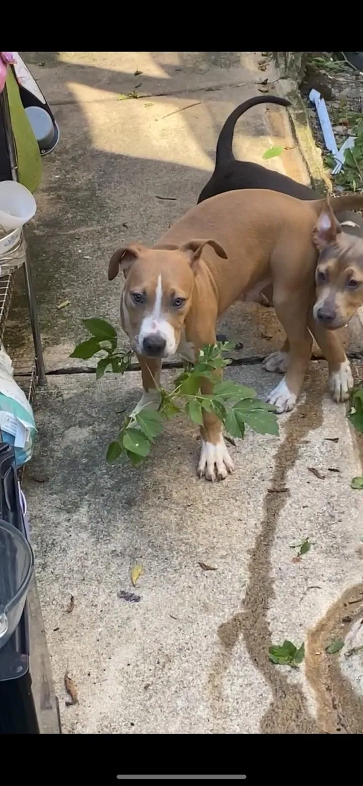 Lost dog in Lansford, PA, 18232