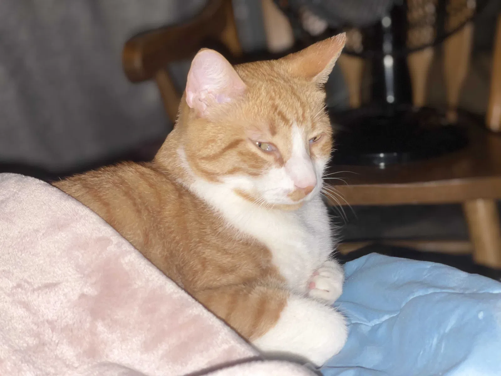 Lost cat in Hanover Park, IL, 60133