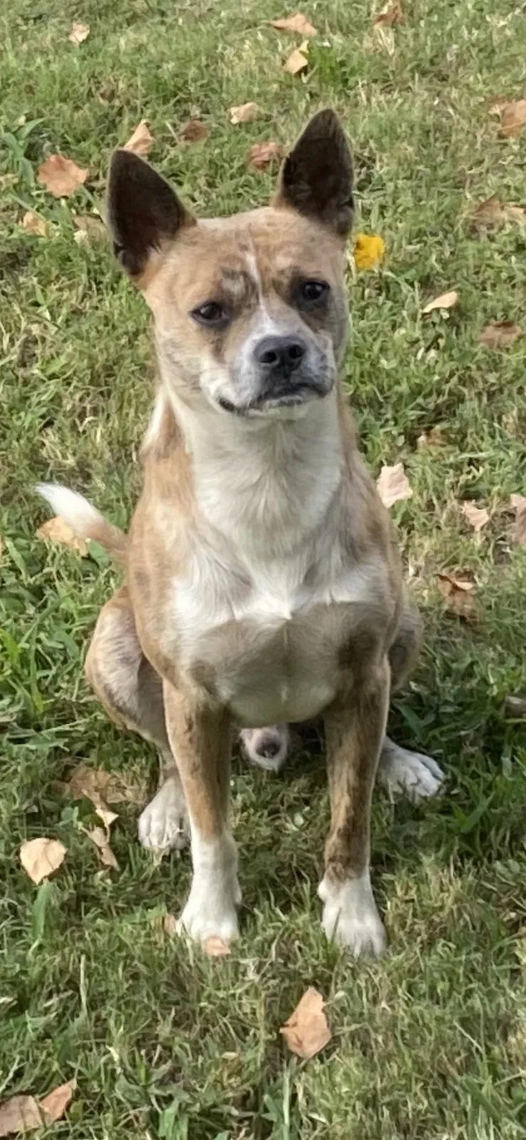 Found dog in Memphis, TN, 38116