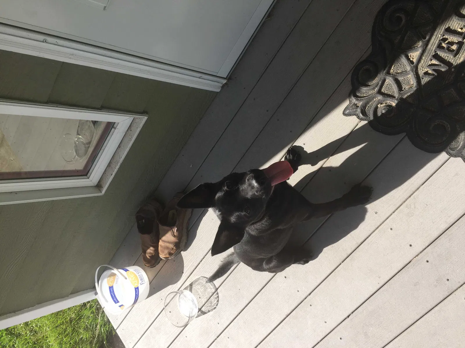 Found dog in Bemidji, MN, 56601
