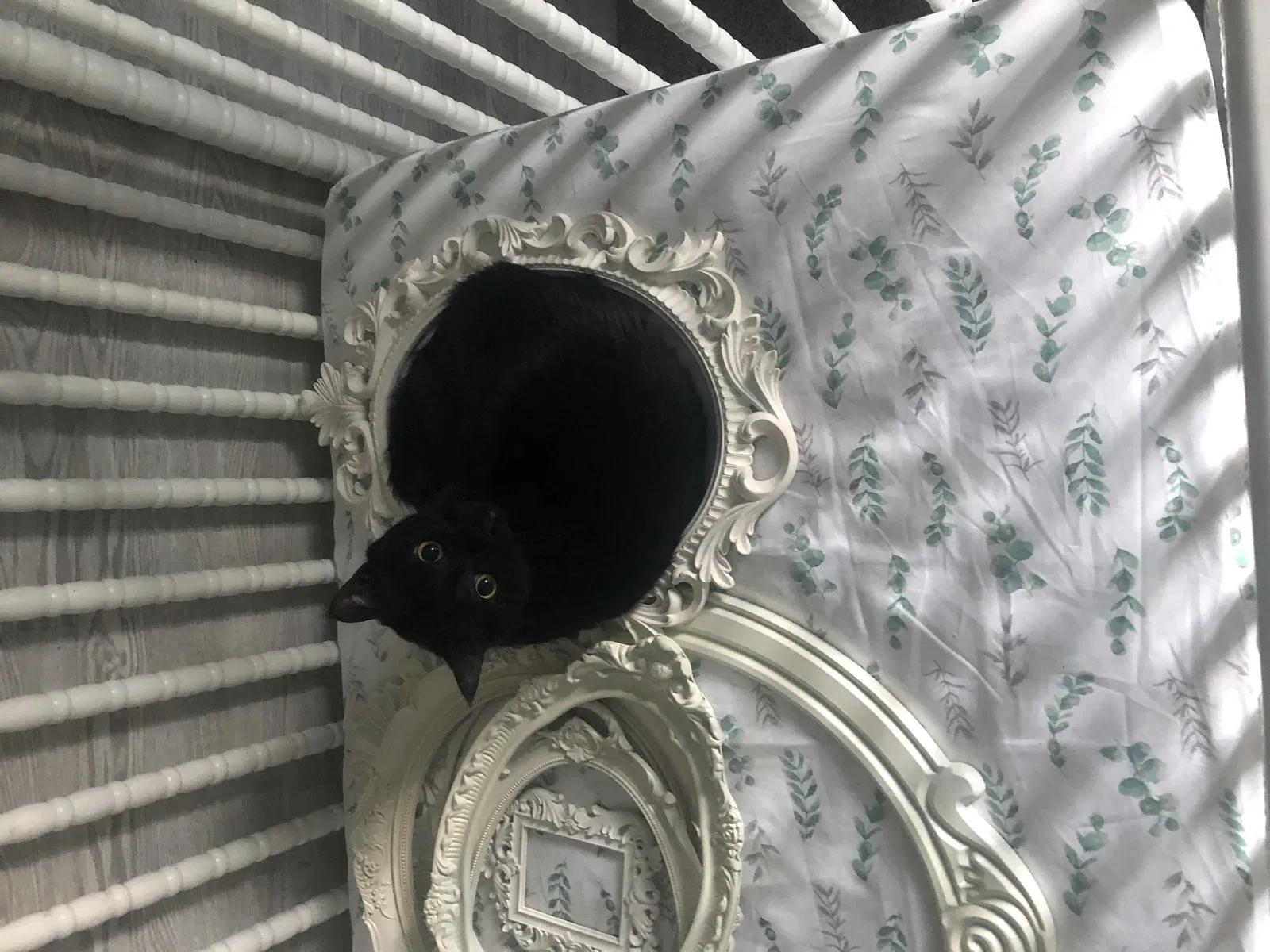 Lost cat in Ravensdale, WA, 98051