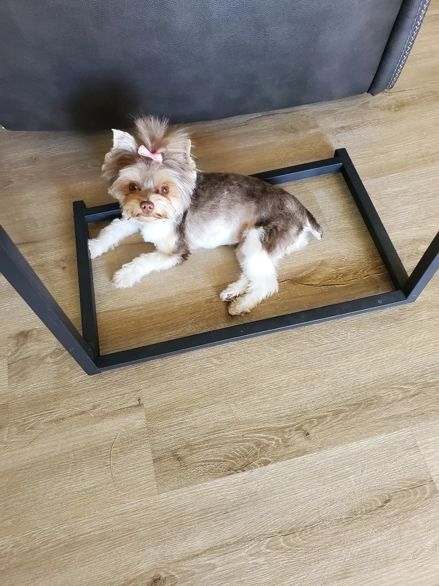 Lost dog in Chandler, AZ, 85225