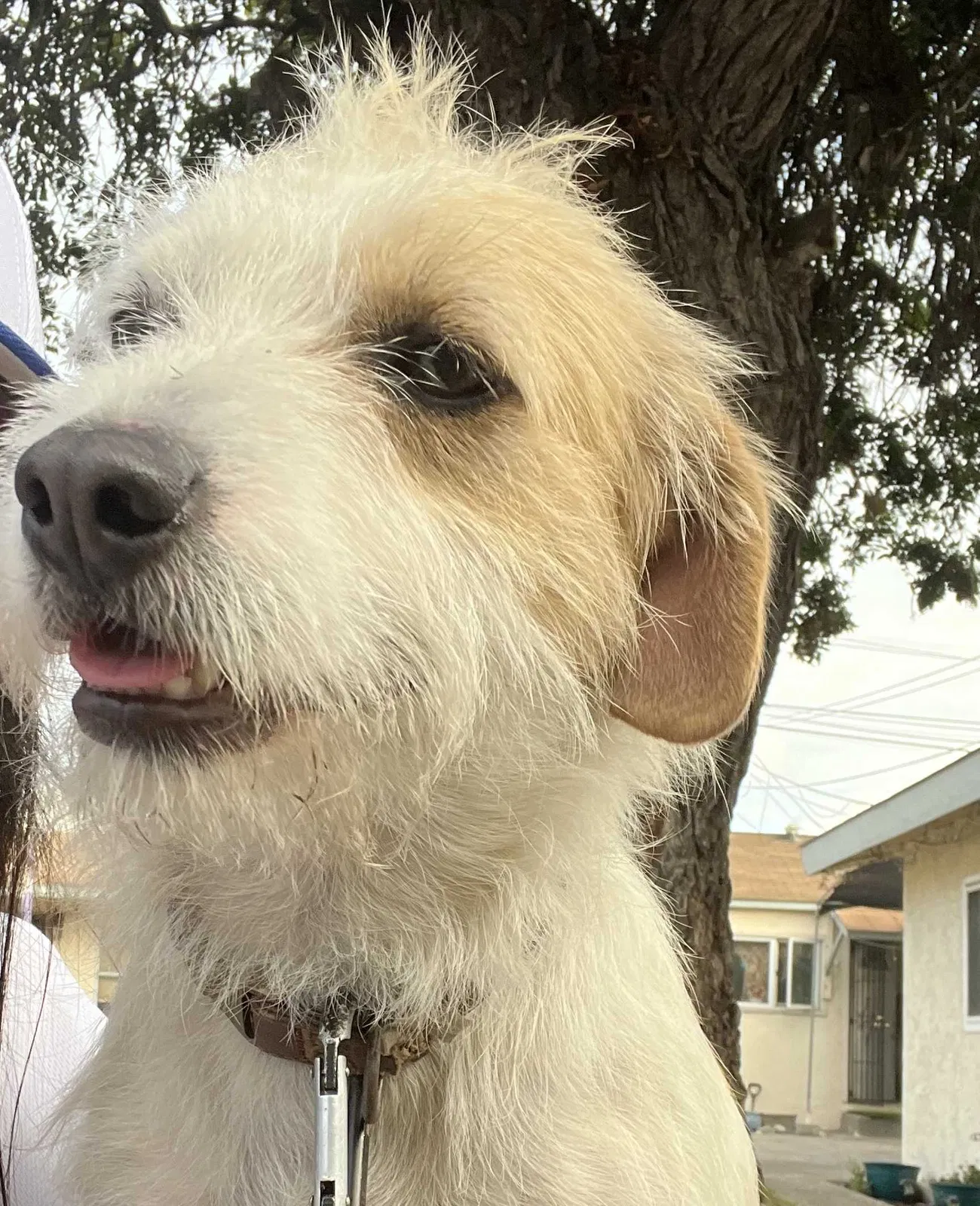 Lost dog in Escondido, CA, 92025