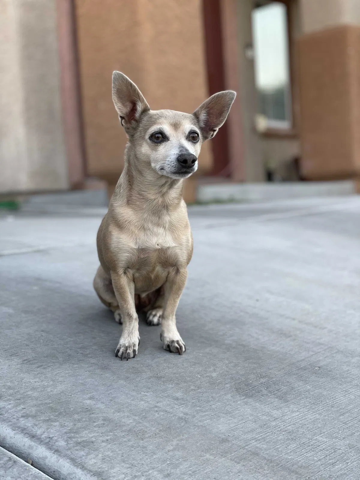 Lost dog in North Las Vegas, NV, 89032