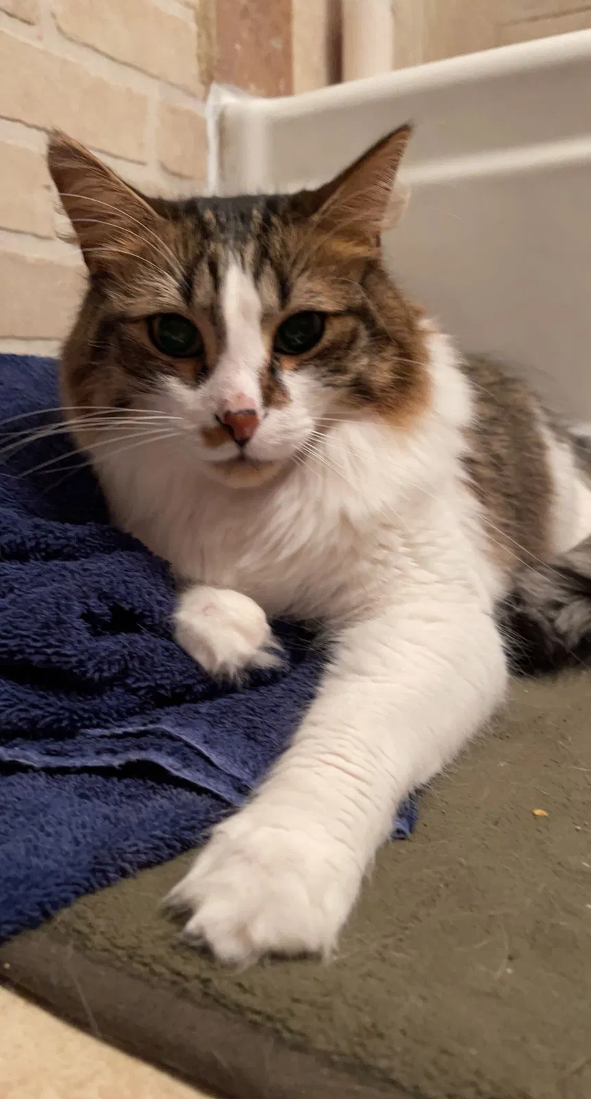 Lost cat in Wichita, KS, 67208