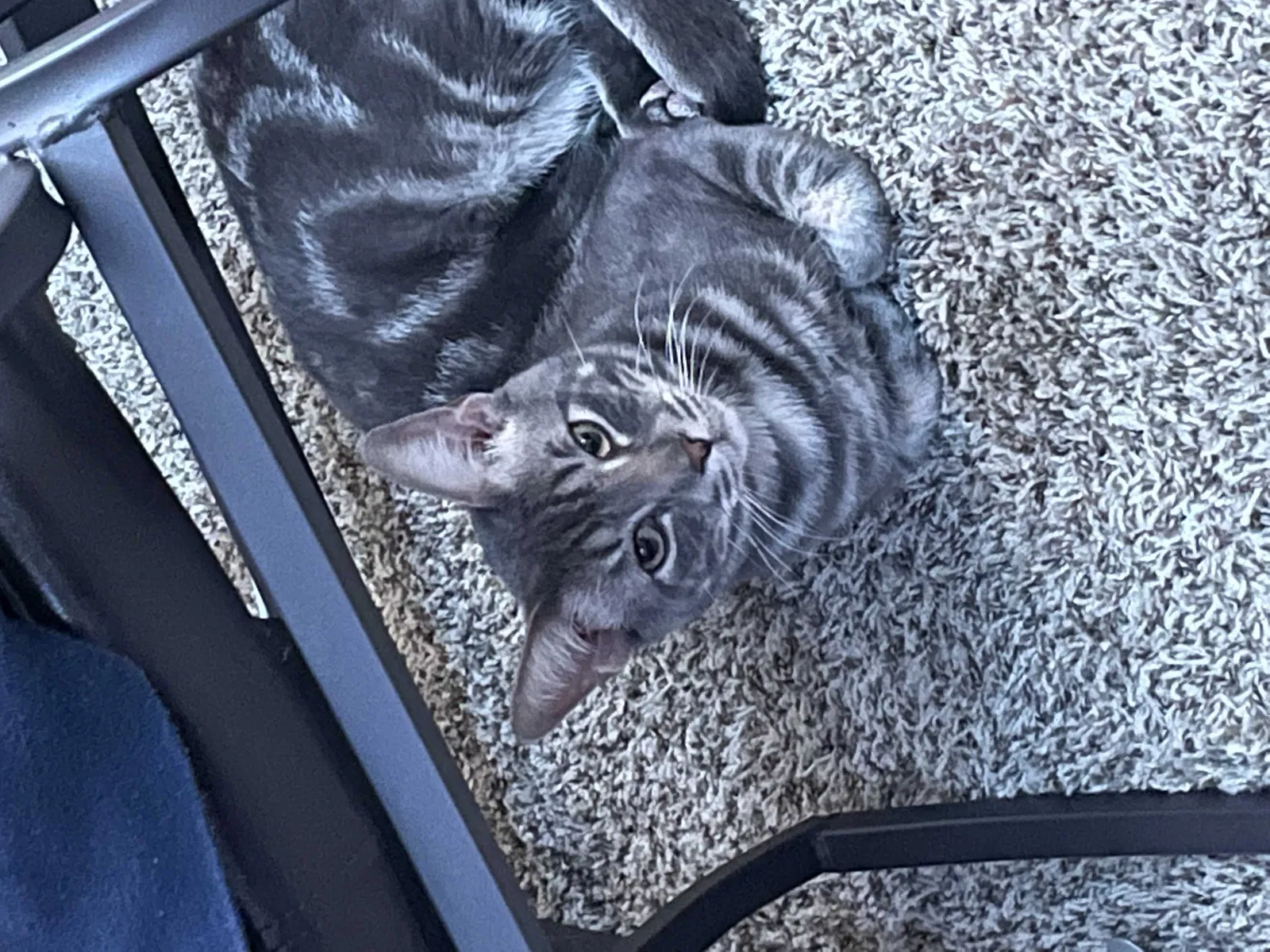 Lost cat in Riverside, CA, 92507