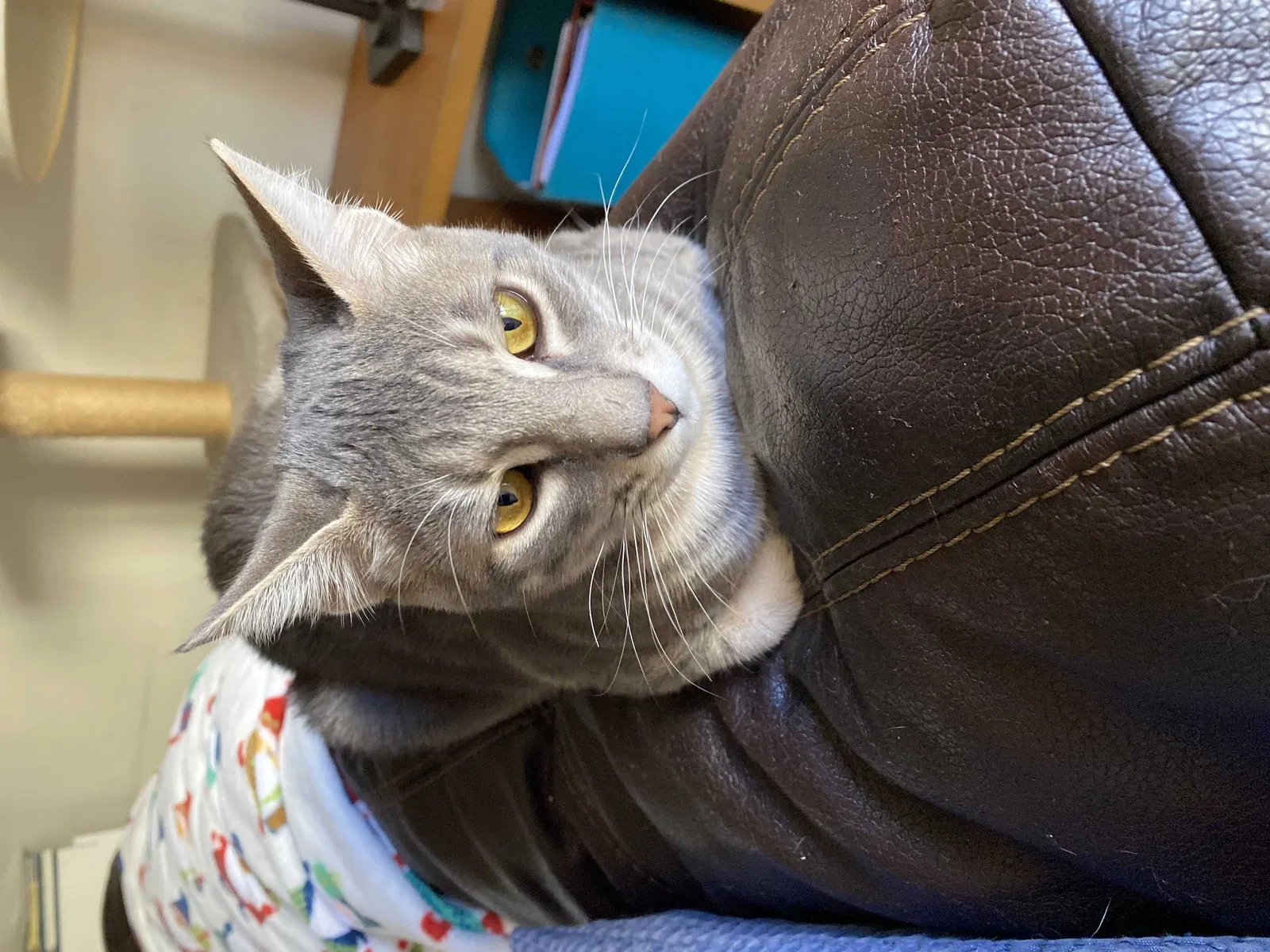 Lost cat in Fremont, CA, 94538