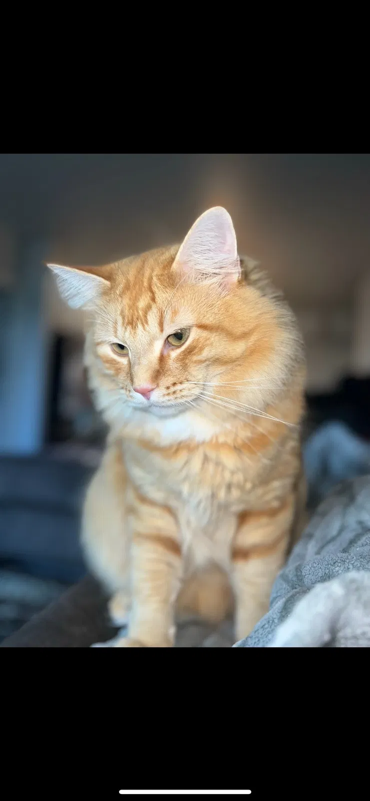 Lost cat in Kuna, ID, 83634