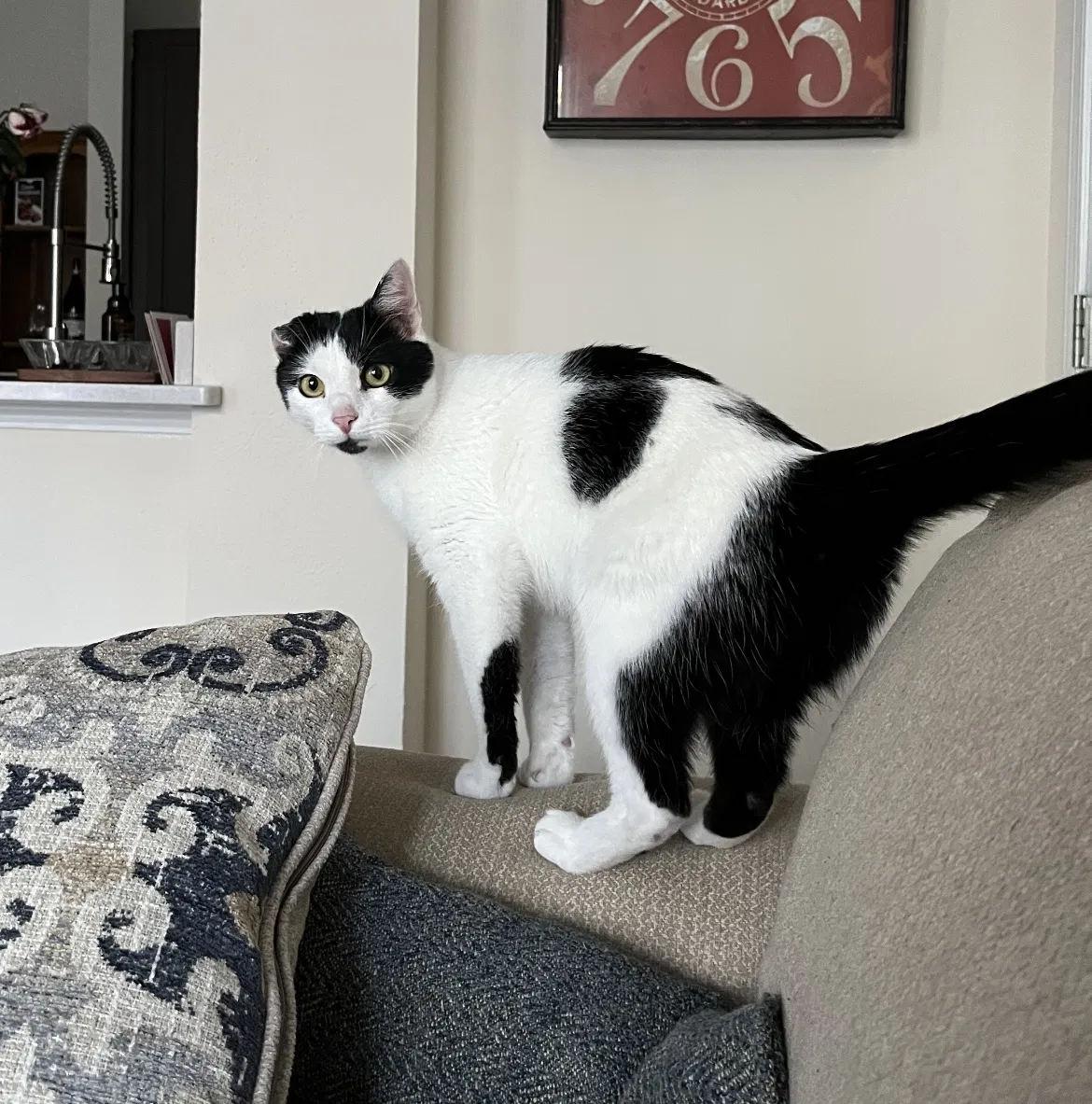 Lost cat in West Chester, PA, 19382