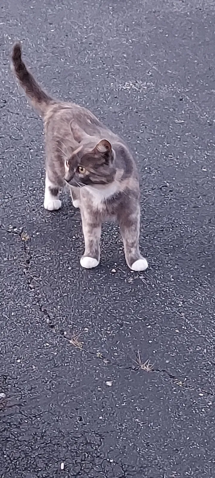Lost cat in Bargersville, IN, 46106