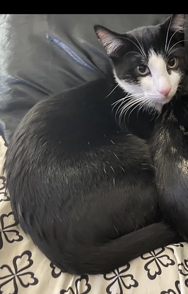Lost cat in Fort Worth, TX, 76133