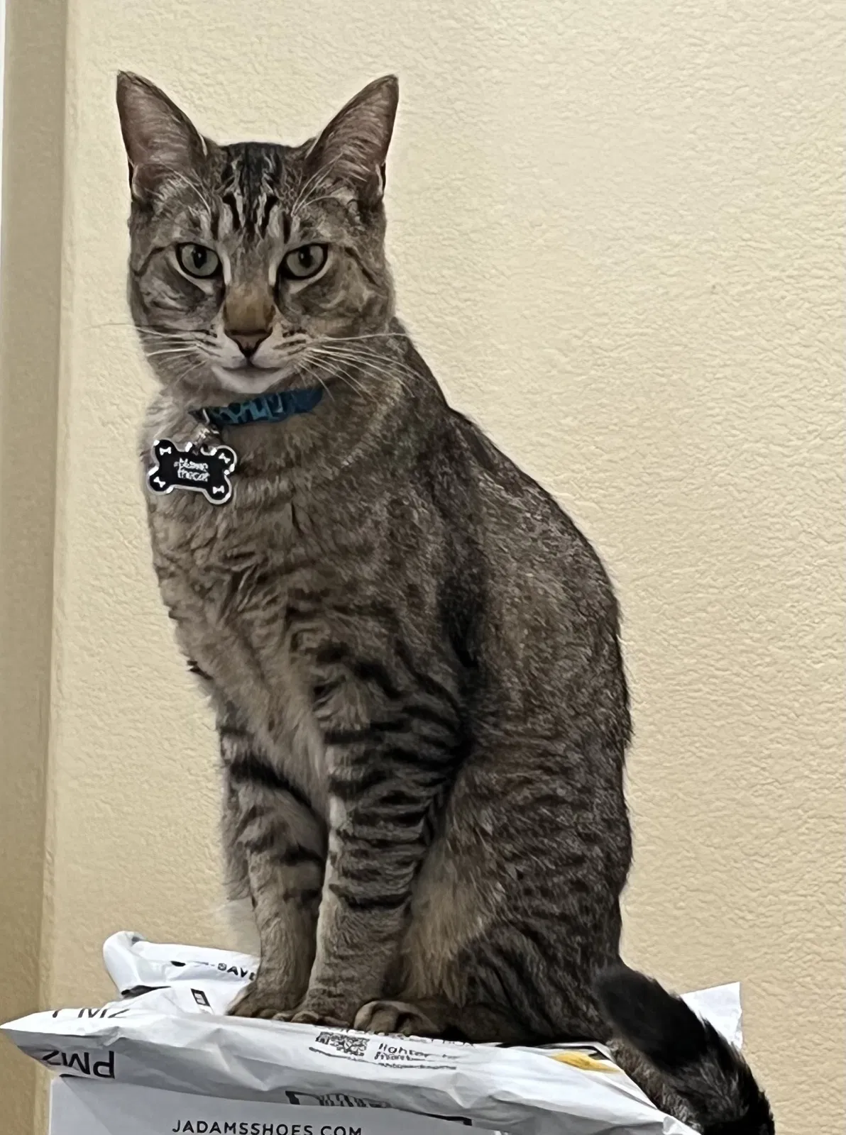 Lost cat in Henderson, NV, 89002