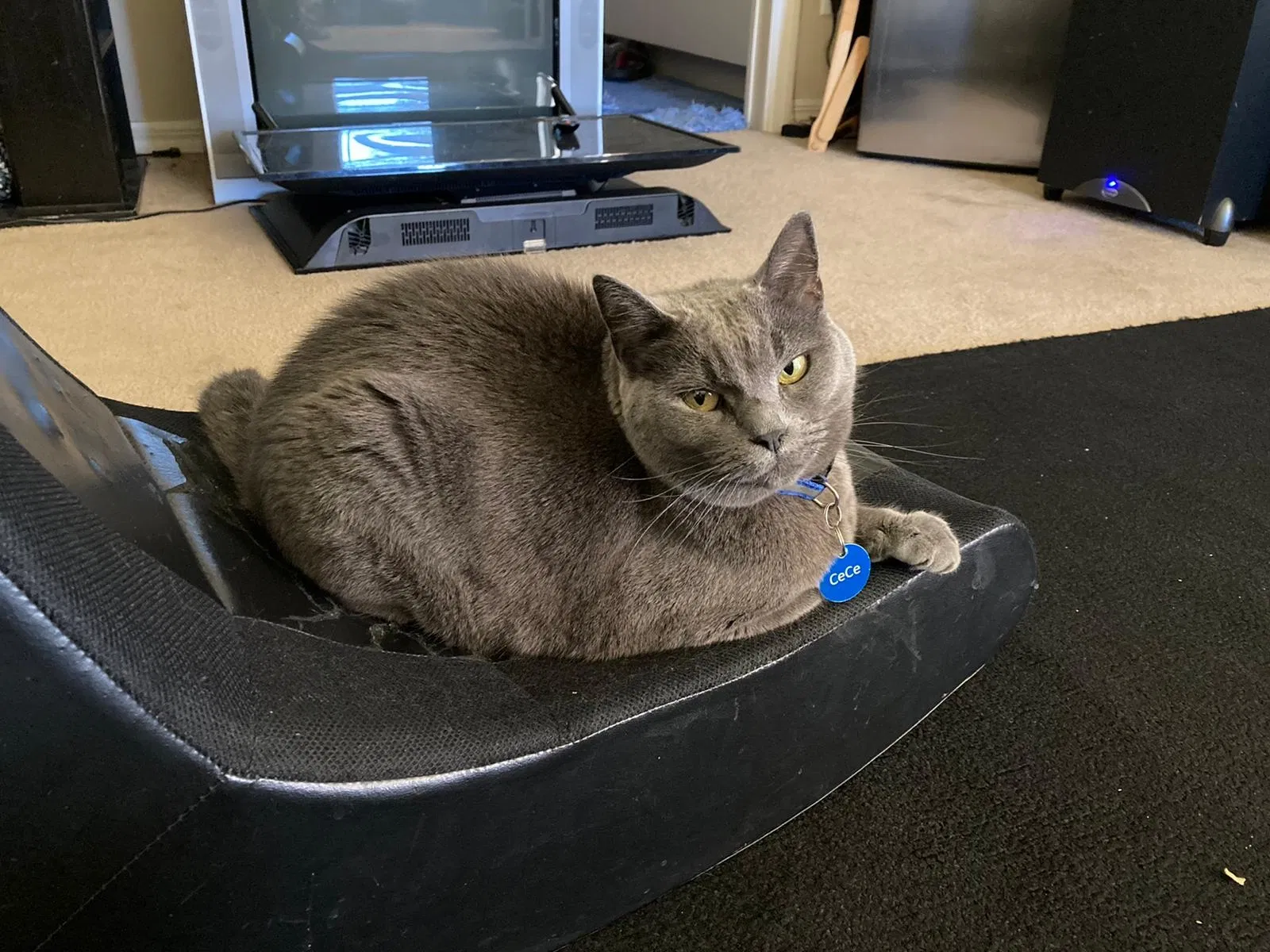 Lost cat in Cape Coral, FL, 33909
