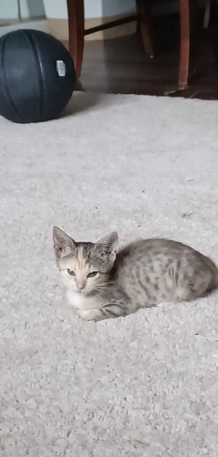 Lost cat in Pelham, AL, 35124