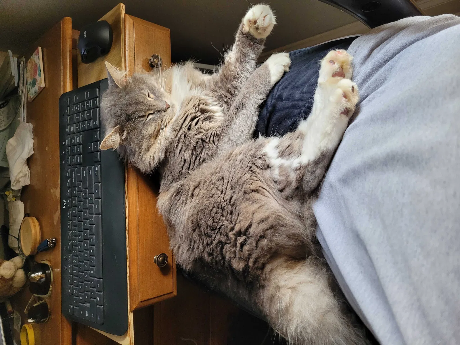 Lost cat in Youngsville, LA, 70592
