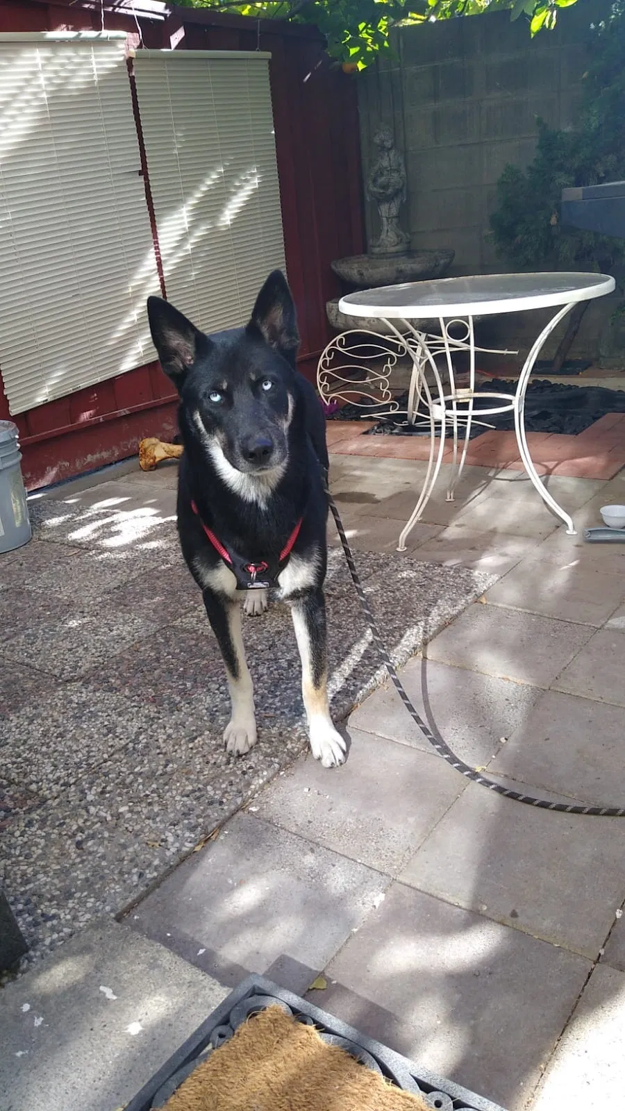 Lost dog in Hayward, CA, 94544