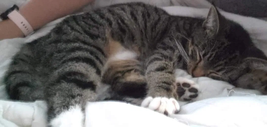 Lost cat in Batavia, OH, 45103
