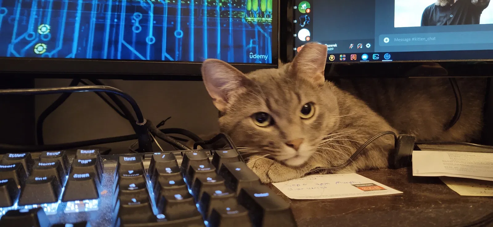 Lost cat in Arlington, TN, 38002