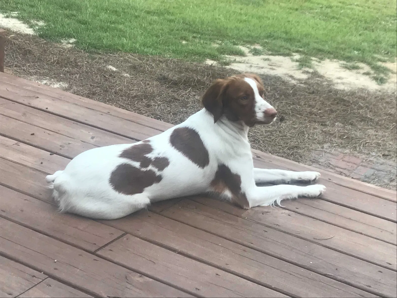 Lost dog in Lugoff, SC, 29078