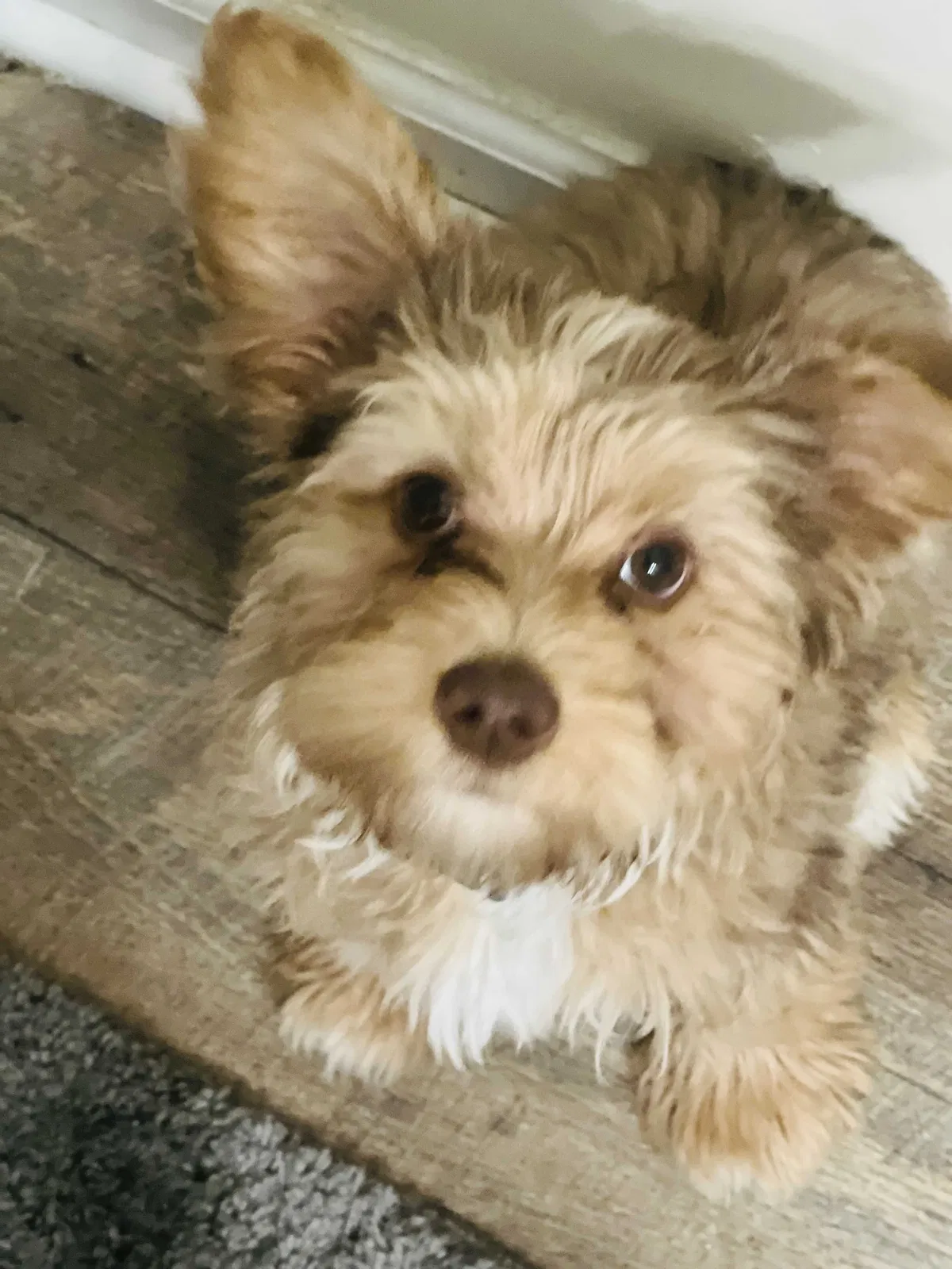 Lost dog in Bowling Green, KY, 42101